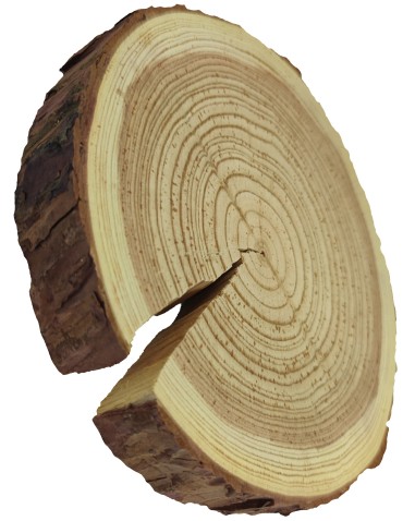 Holzscheibe Lärche, Durchmesser 20-25 cm, Dicke 2,5 cm, mit Rinde - product 2