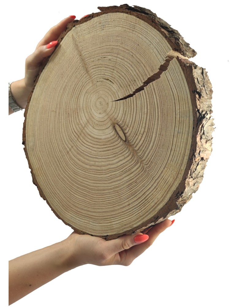 Runde Scheiben - Holzscheibe Lärche, Durchmesser 25-30 cm, Dicke 5 cm, mit Rinde - product new.modo24.de 1