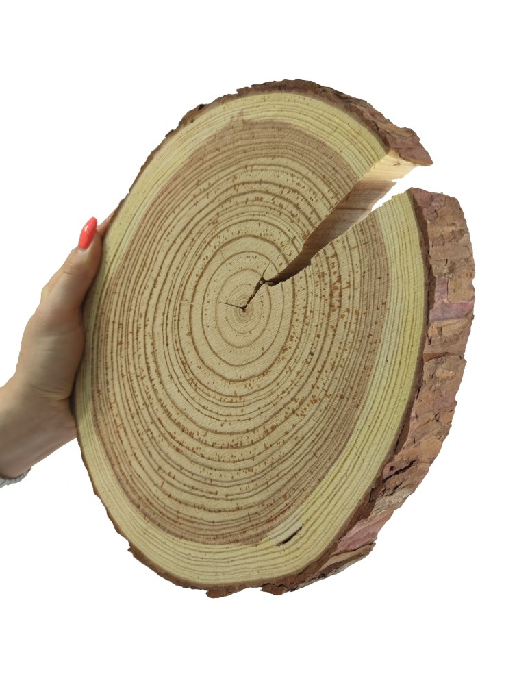 Runde Scheiben - Holzscheibe Lärche, Durchmesser 20-25 cm, Dicke 3 cm, mit Rinde - product new.modo24.de 1
