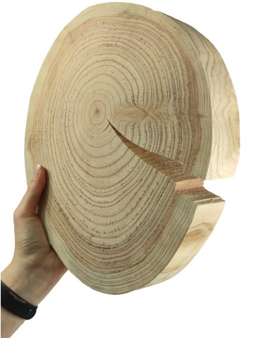 Holzscheibe Lärche, Durchmesser 25-30 cm, Dicke 4 cm, ohne Rinde