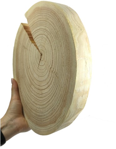 Holzscheibe Lärche, Durchmesser 20-25 cm, Dicke 3 cm, ohne Rinde