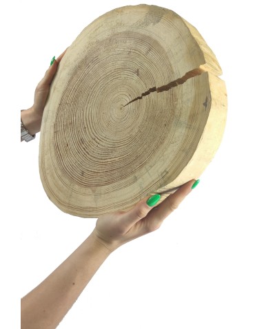 Holzscheibe Kiefer, Durchmesser 30-35 cm, Dicke 5 cm, ohne Rinde