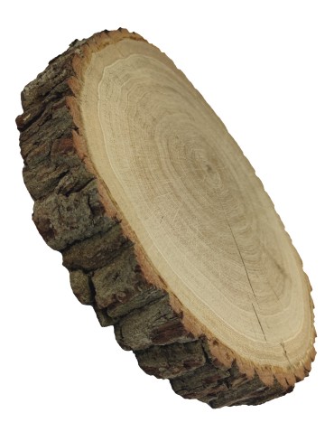 Holzscheibe Eiche, Durchmesser 35-40 cm, Dicke 6 cm, mit Rinde - product 2