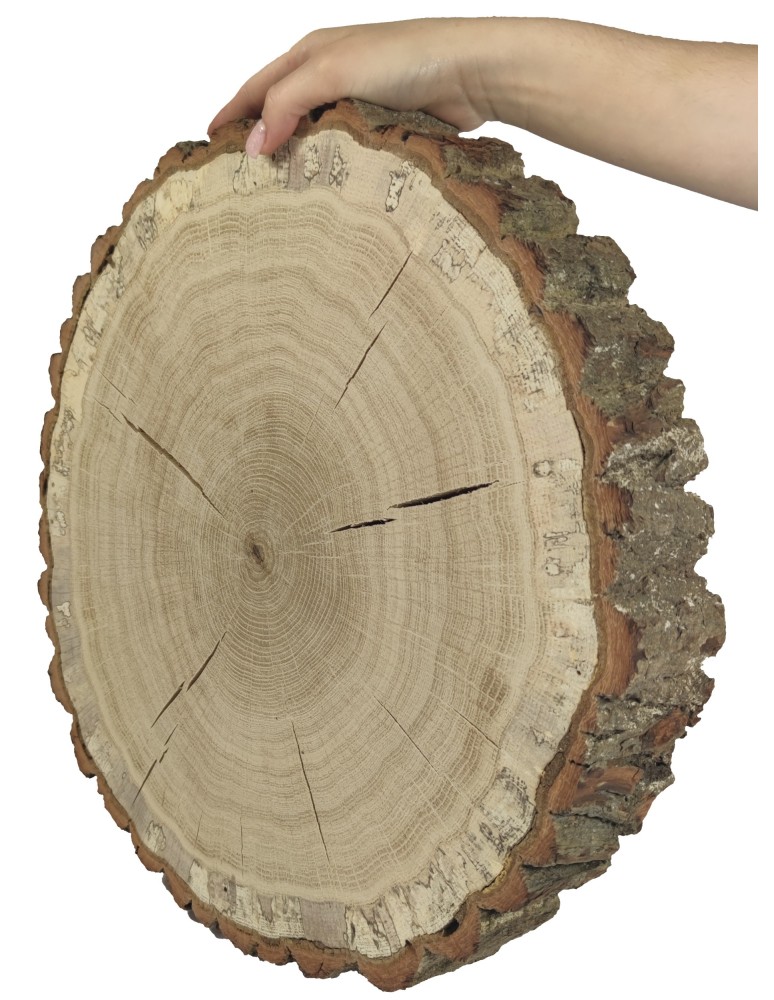 Runde Scheiben - Holzscheibe Eiche, Durchmesser 35-40 cm, Dicke 6 cm, mit Rinde - product new.modo24.de 1
