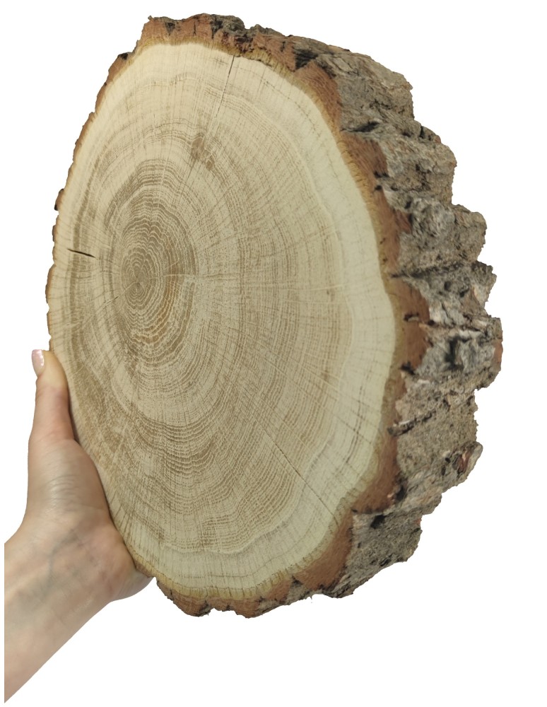 Runde Scheiben - Holzscheibe Eiche, Durchmesser 25-30 cm, Dicke 6 cm, mit Rinde - product new.modo24.de 1