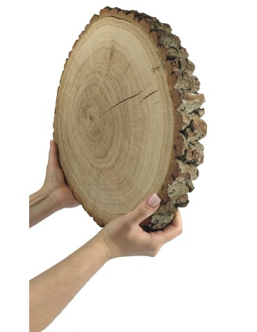 Holzscheibe Eiche, Durchmesser 40-45 cm, Dicke 6 cm, mit Rinde
