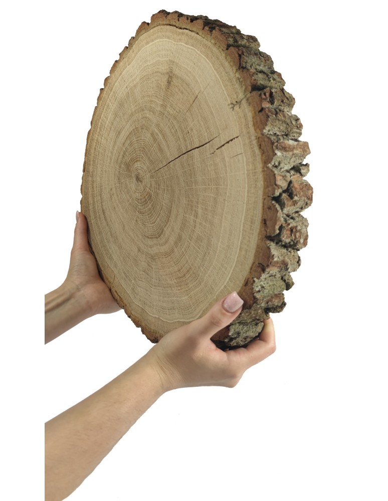 Runde Scheiben - Holzscheibe Eiche, Durchmesser 40-45 cm, Dicke 6 cm, mit Rinde - product new.modo24.de 1
