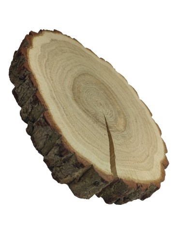 Holzscheibe Eiche, Durchmesser 25-30 cm, Dicke 6 cm, mit Rinde - product 2