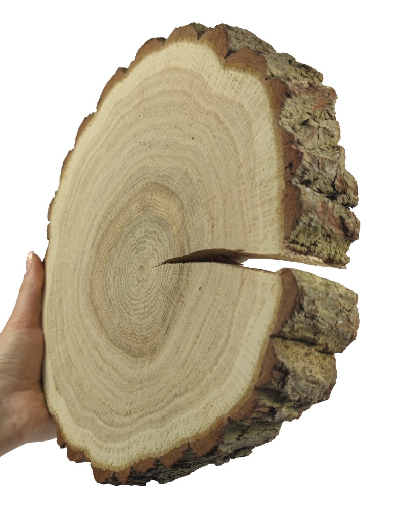 Runde Scheiben - Holzscheibe Eiche, Durchmesser 25-30 cm, Dicke 6 cm, mit Rinde - product new.modo24.de 1