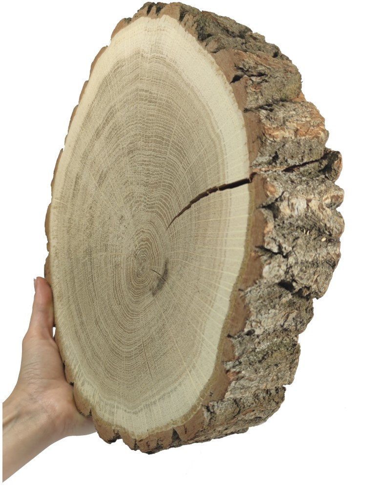 Runde Scheiben - Holzscheibe Eiche, Durchmesser 20-25 cm, Dicke 6 cm, mit Rinde - product new.modo24.de 1