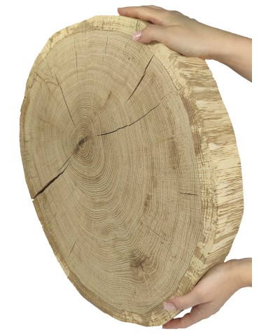 Holzscheibe Eiche, Durchmesser 45-50 cm, Dicke 6 cm, ohne Rinde